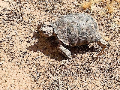 Sonoran desert tortoise.jpg