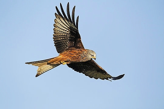 Red kite.jpg