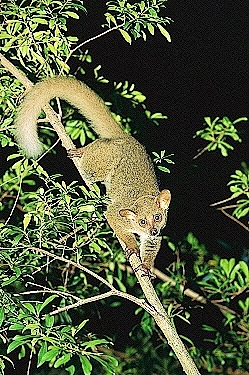 Brown greater galago.jpg