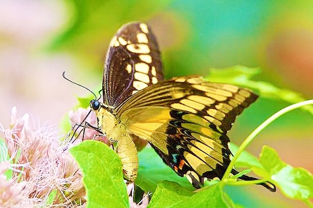 Jamaican giant swallowtail.jpg