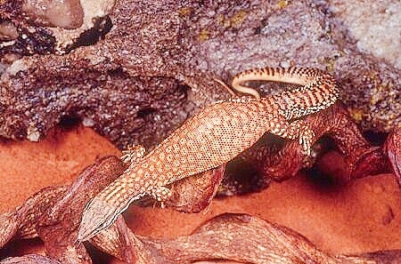 Ridge-tailed monitor.jpg