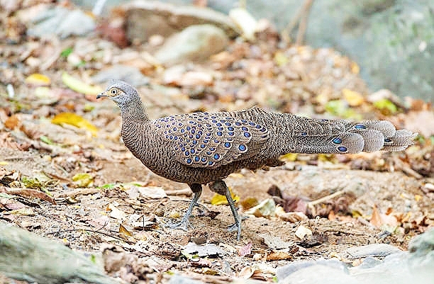 Malayan peacock-pheasant.jpg