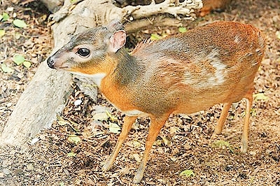 Royal antelope.jpg