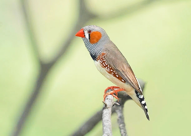 Australian zebra finch.jpg