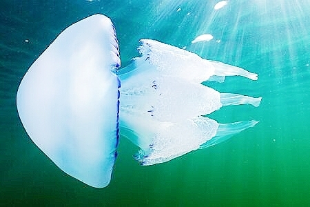 Barrel jellyfish.jpg