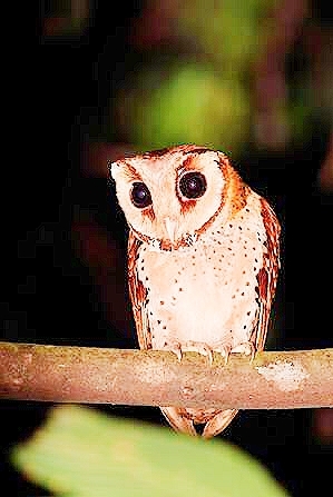 Oriental bay owl.jpg