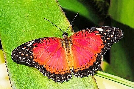 Red lacewing.jpg