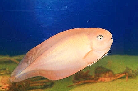 Threadfin snailfish.jpg