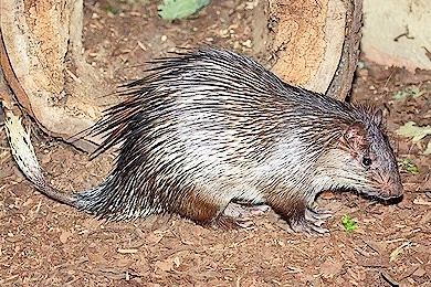 African brush-tailed porcupine.jpg