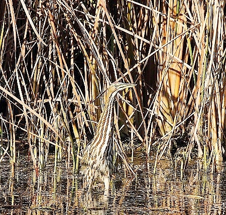 American bittern.jpg