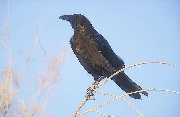 Brown-necked raven.jpg