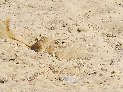 Indian gerbil.jpg