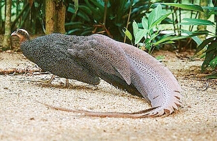 Malayan crested argus pheasant.jpg