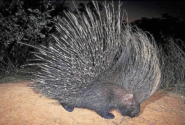 Cape porcupine.jpg