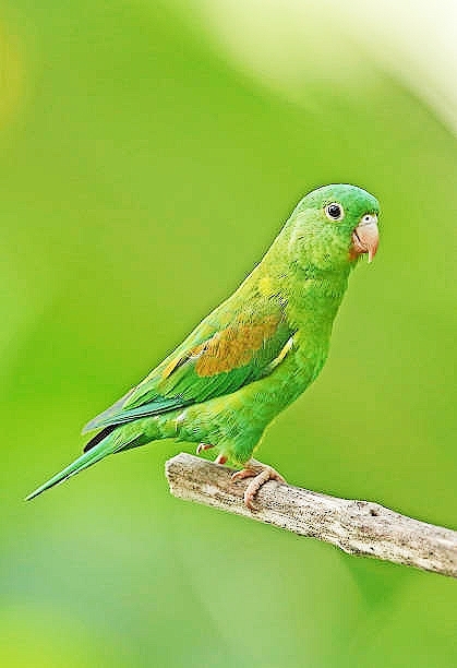 Orange-chinned parakeet.jpg