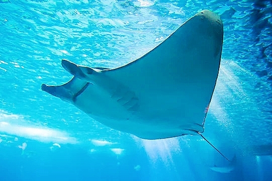 Giant devil ray.jpg