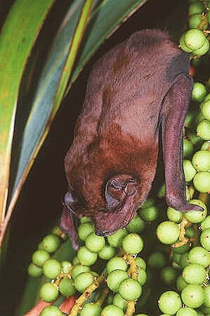 Velvety free-tailed bat.jpg