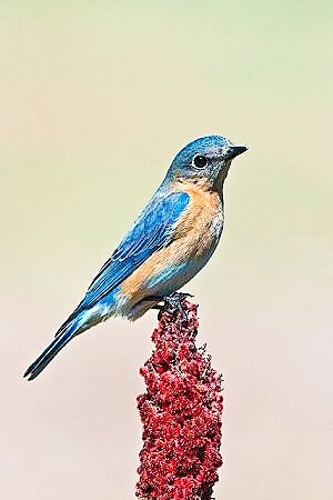 Eastern bluebird.jpg