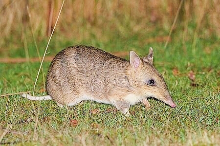 Eastern barred bandicoot.jpg