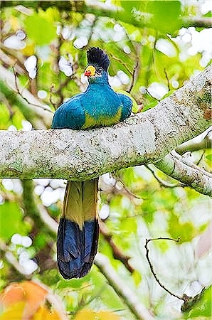 Great blue turaco.jpg