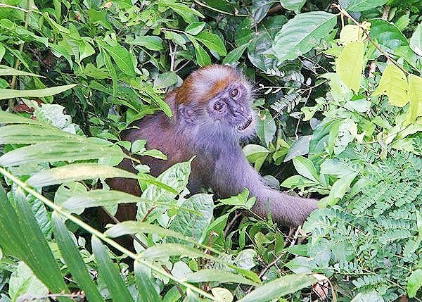 Olive colobus monkey.jpg