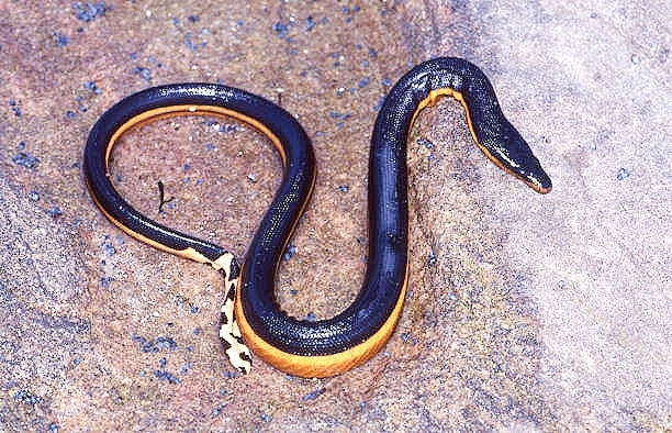 Yellow-bellied sea snake.jpg