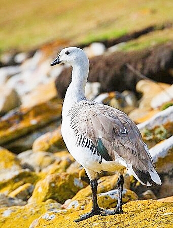 Upland goose.jpg