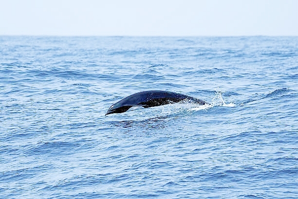 Northern right whale dolphin.jpg