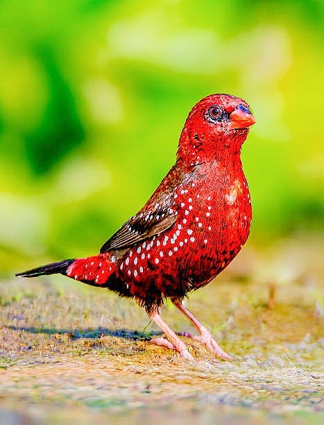 Red avadavat.jpg