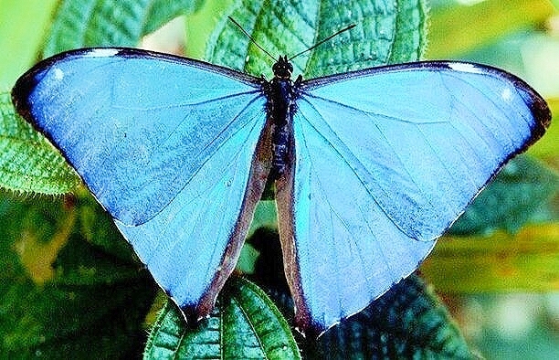 Brazilian morpho.jpg