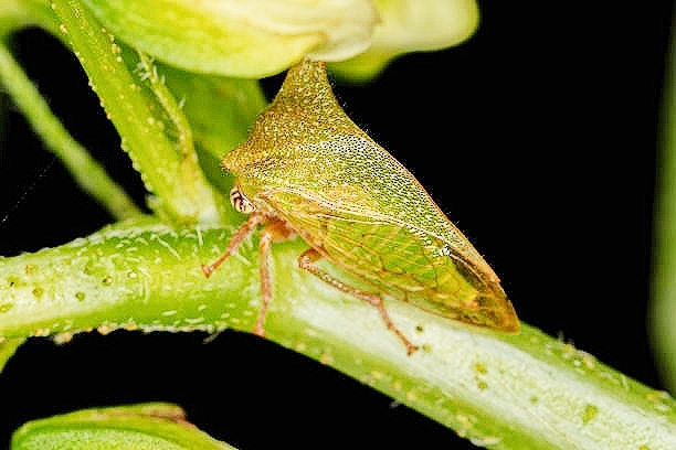 Buffalo treehopper.jpg