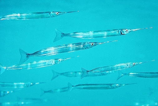 Southern garfish.jpg