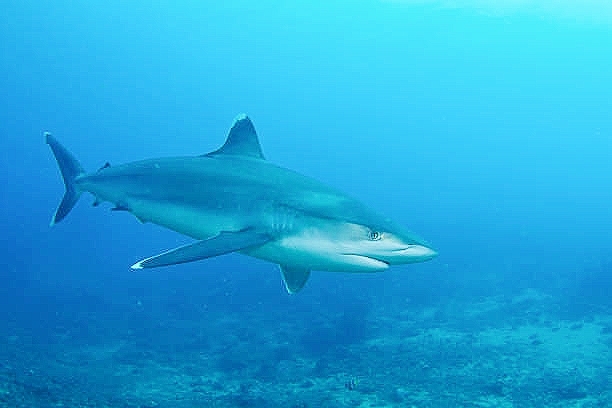 Silvertip shark.jpg
