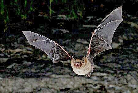 Cave myotis.jpg