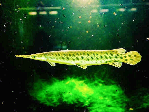 Longnose gar.jpg