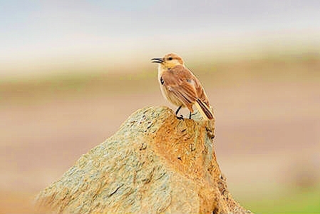 Hume's ground-tit.jpg