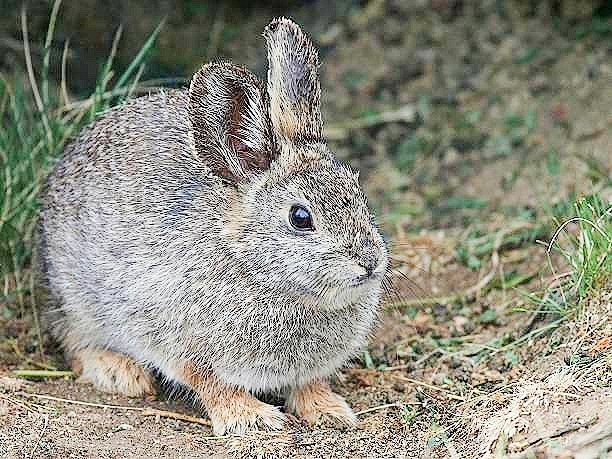 Pygmy rabbit.jpg