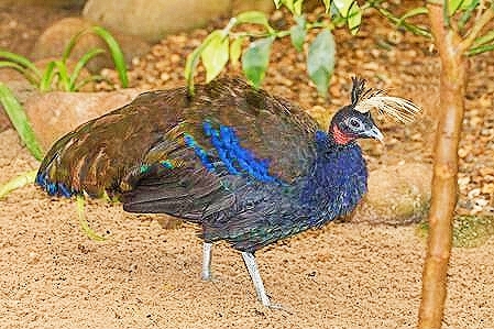 Congo peafowl.jpg