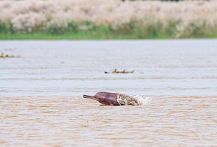 Ganges dolphin.jpg