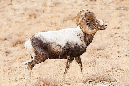 Argali.jpg