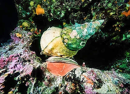 Knobbed triton.jpg