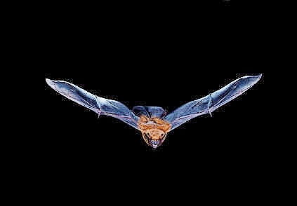 Common noctule bat.jpg