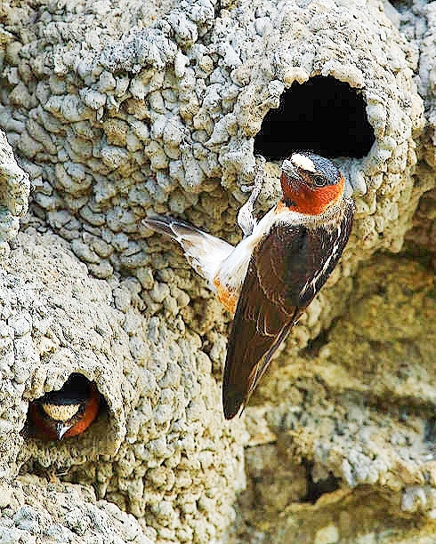 Cliff swallow.jpg