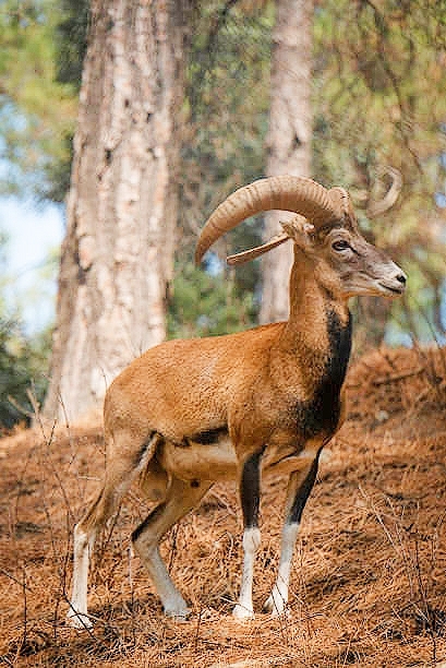 Mouflon.jpg