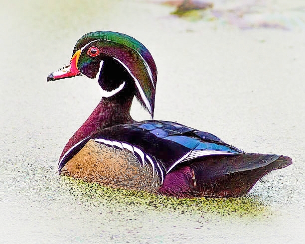 Wood duck.jpg