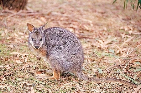 Tammar wallaby.jpg