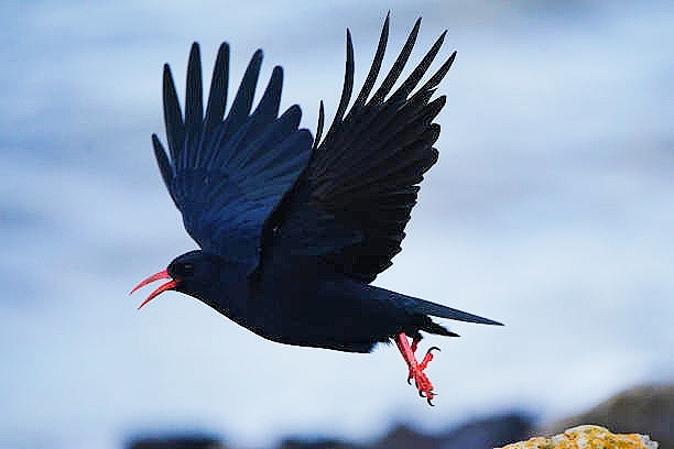 Red-billed chough.jpg