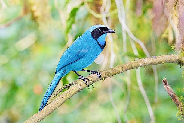Turquoise jay.jpg