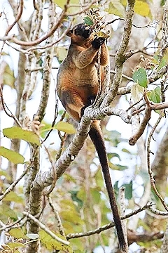 Bennett's tree kangaroo.jpg