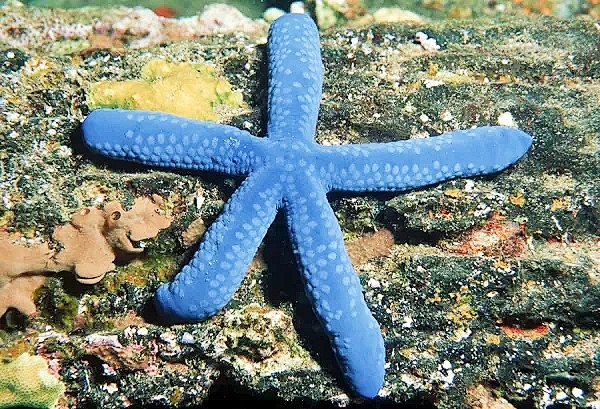 Blue sea star.jpg